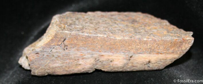 Polished Dinosaur Bone ( x inches) #889